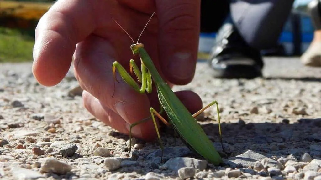 How to Keep a Pet Praying Mantis Without a Cage