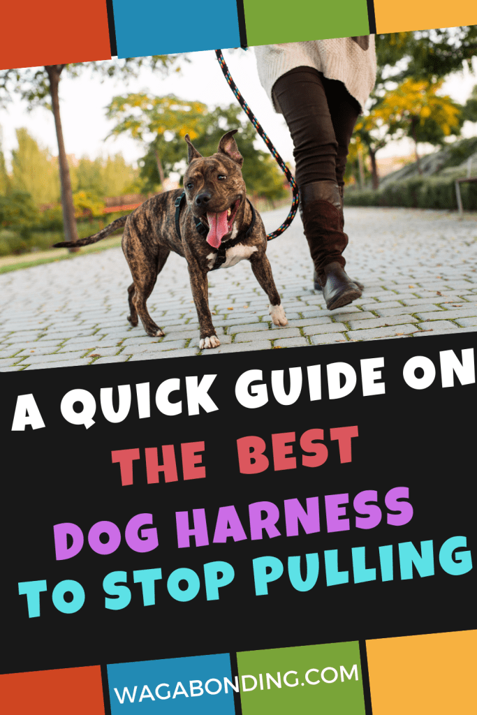 How to Stop a Dog from Pulling on Its Leash A Comprehensive Guide