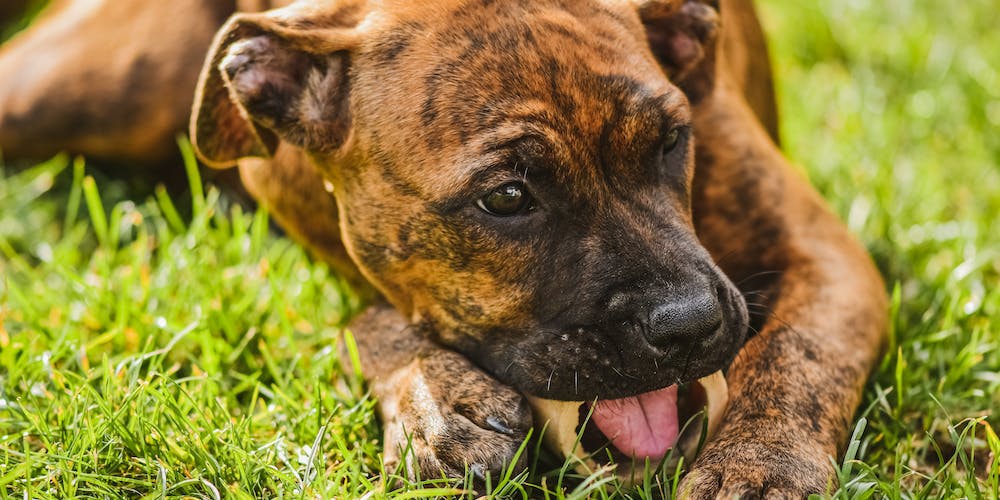 How to Stop Your Dog from Eating Grass A Comprehensive Guide