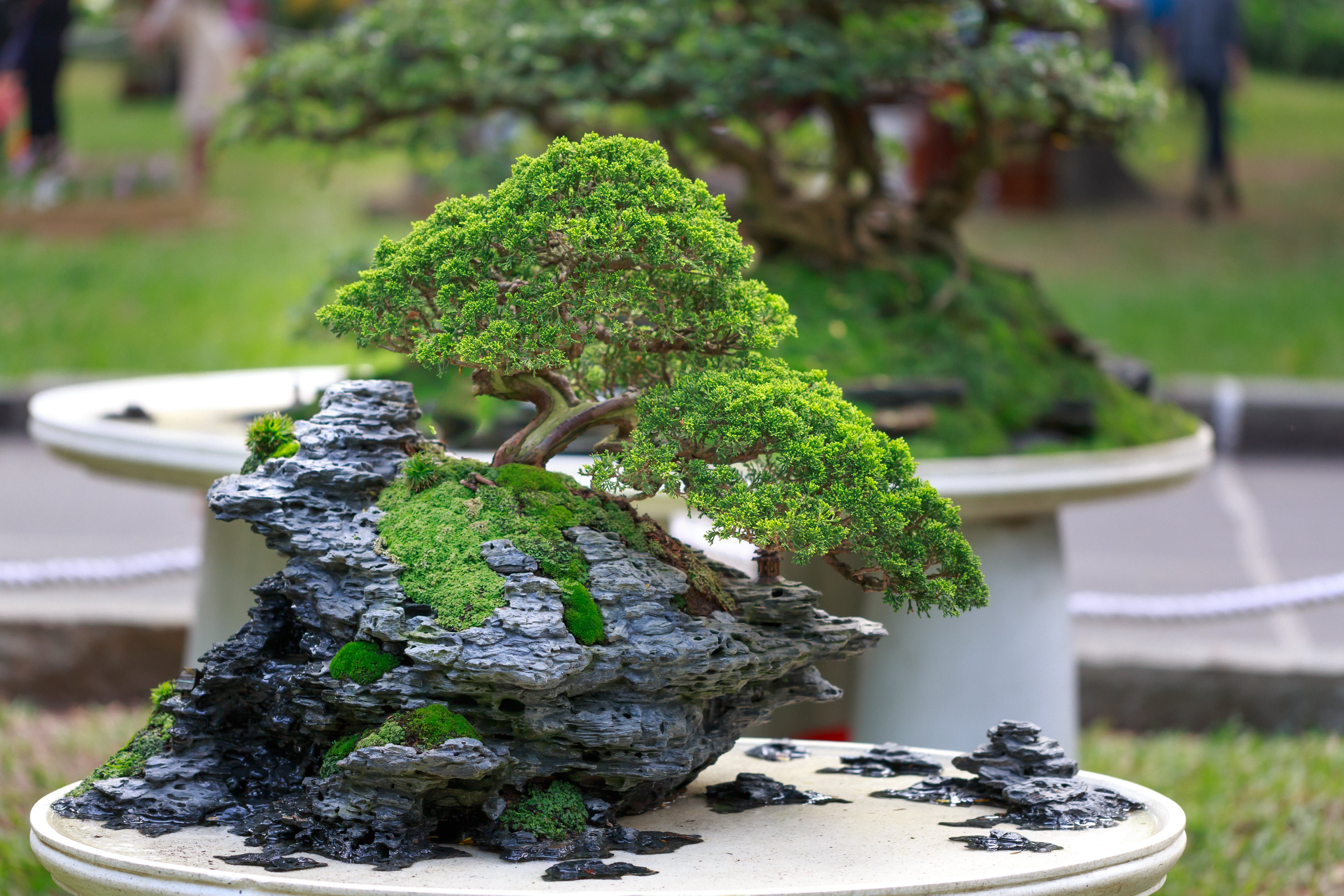The Complete Practical Encyclopedia of Bonsai Reviews